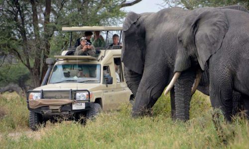 Elephants-in-Tarangire